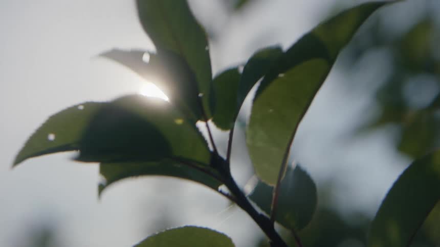 Tree leaves in the wind