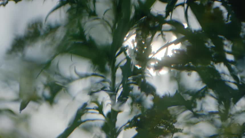A close up view of leaves on a tree outdoors