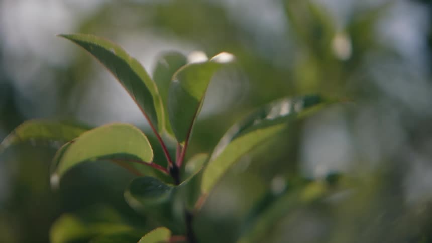A view of leaves on a tree outdoors
