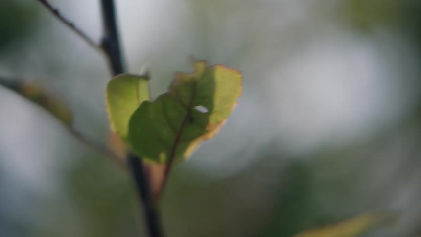 Close up of a leaf on a plant distorted through a lense outdoors