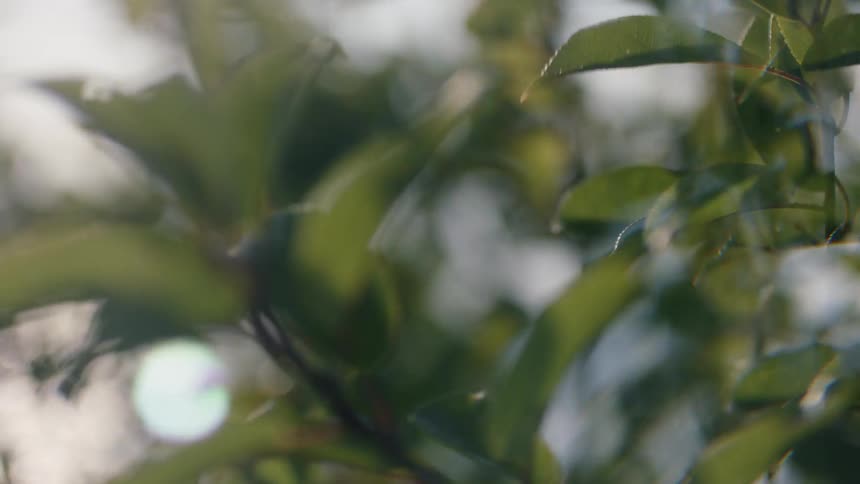 Branches of a plant shake in the wind during the day