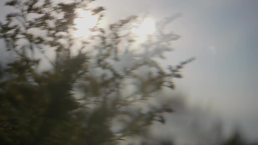 A view of branches blowing in the wind