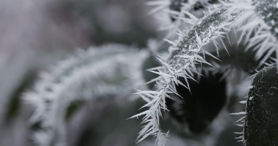Close up of green plants leaves with white spikes