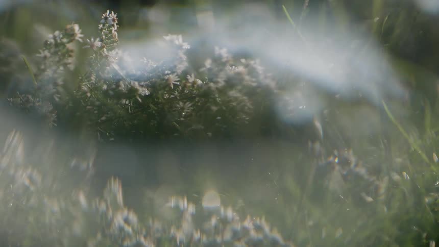 Close view of grass and wildflowers as seen through the distorting effects of soap bubbles in the daytime