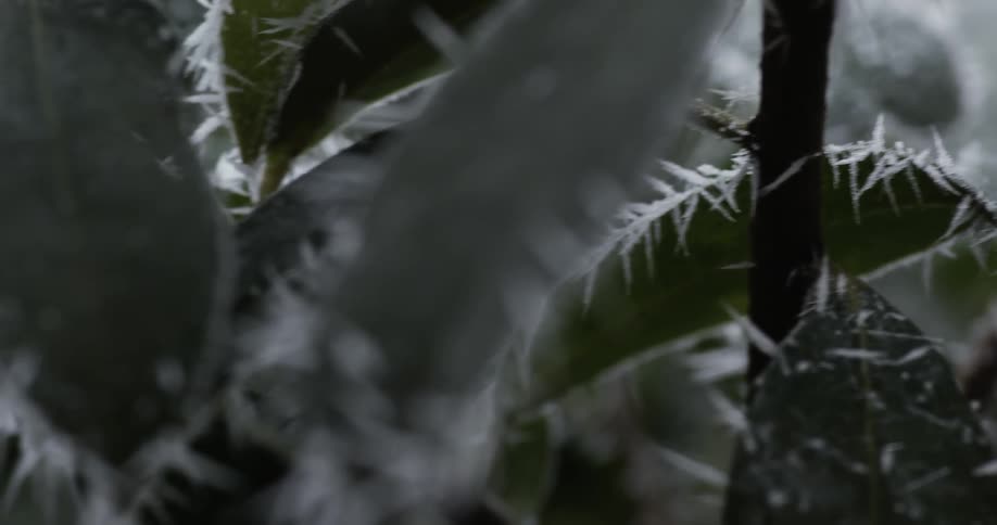 Close up of ice on some leaves and branches