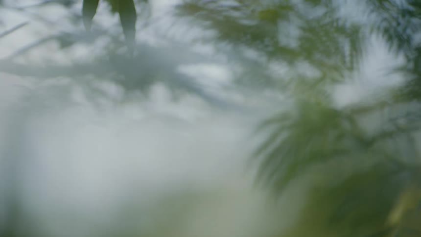 Wind blows through tree leaves