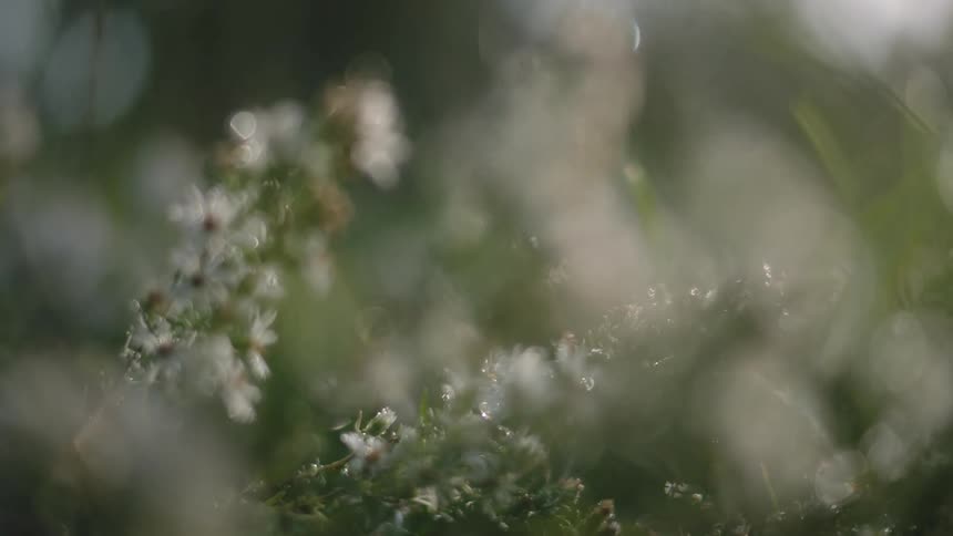 Small white flowers on branches and grass in the breeze on a sunny day