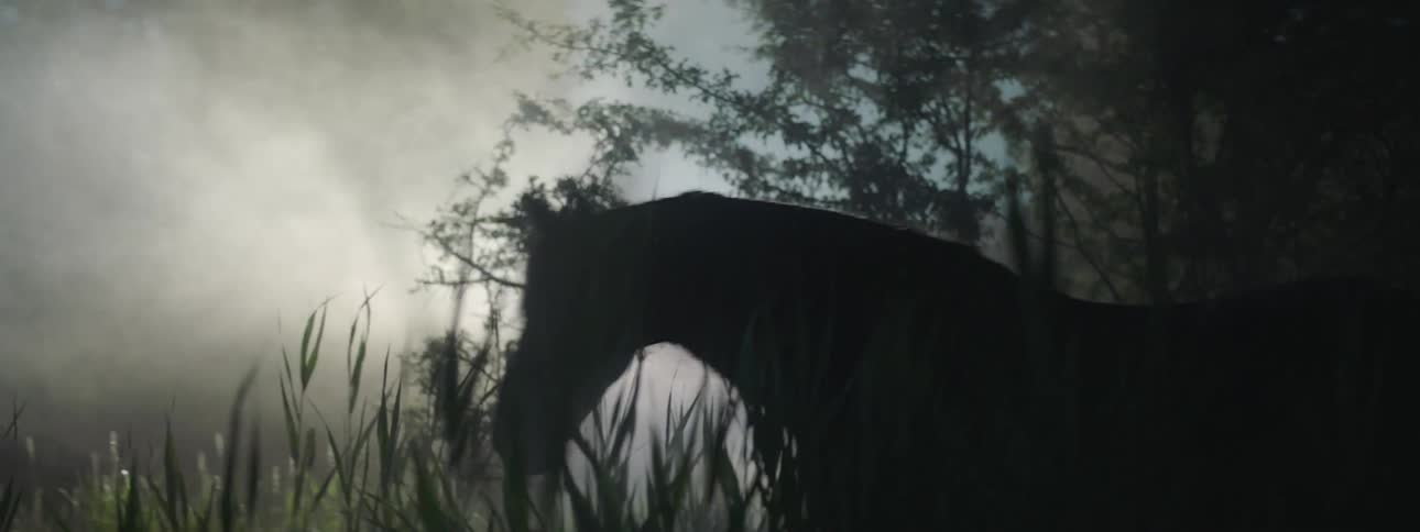 A horse walks through tall grass in the forest