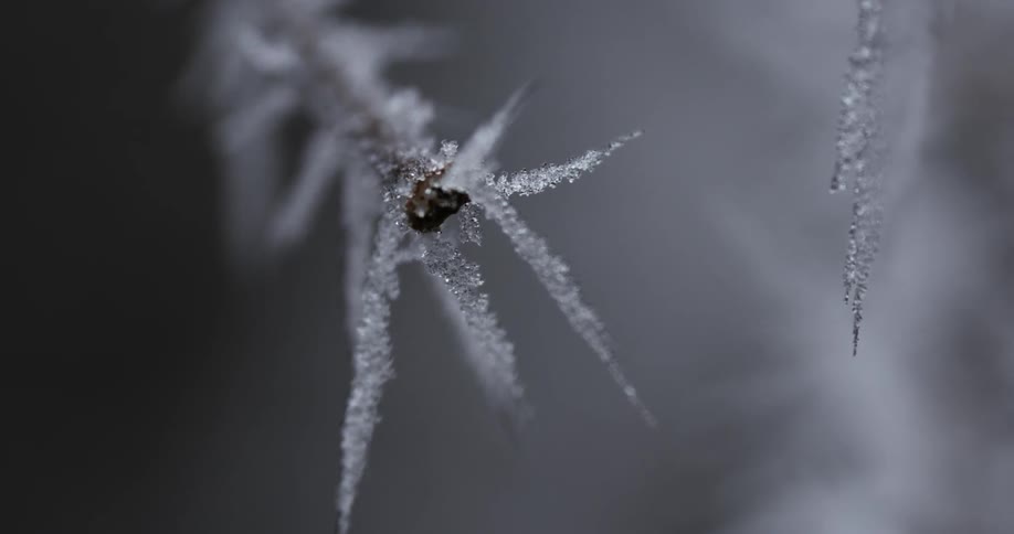 A branch has ice forming around it
