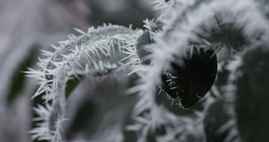 Tiny icicles on leaves