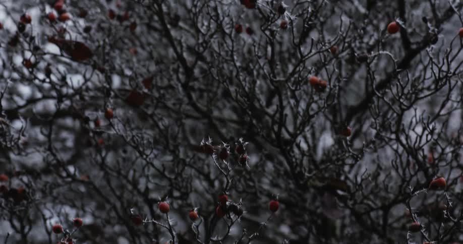 An icy bush dotted with red berries