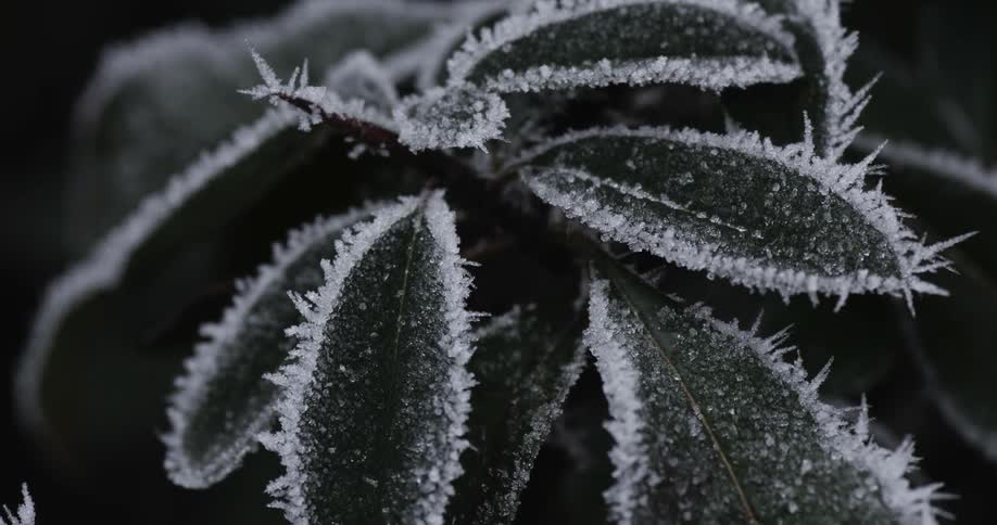 An ice covered plant