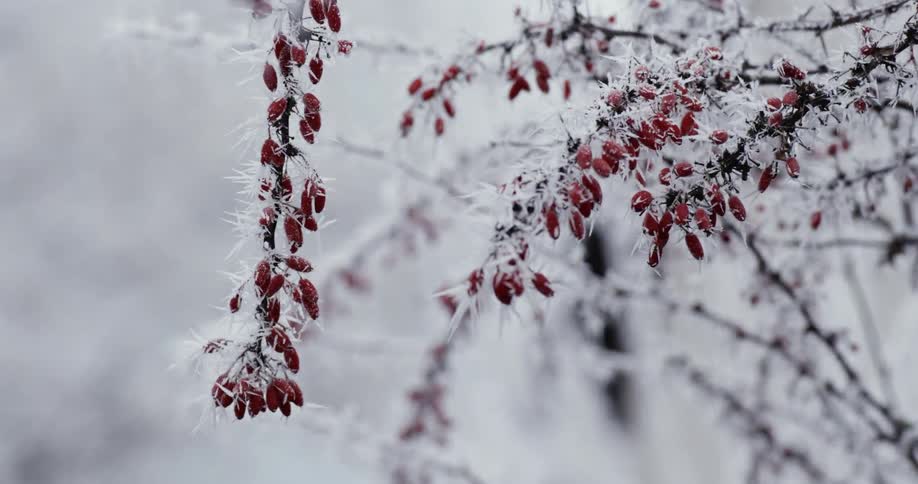 Ice and snow covering a red fruit on a tree