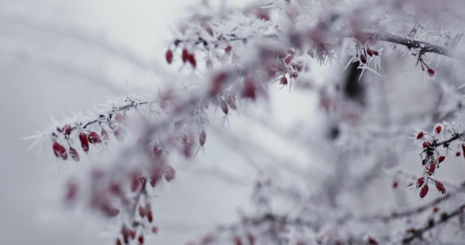 An icy bush covered in red berries