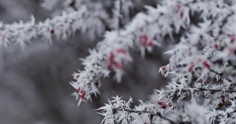 An ice covered bush with red berries