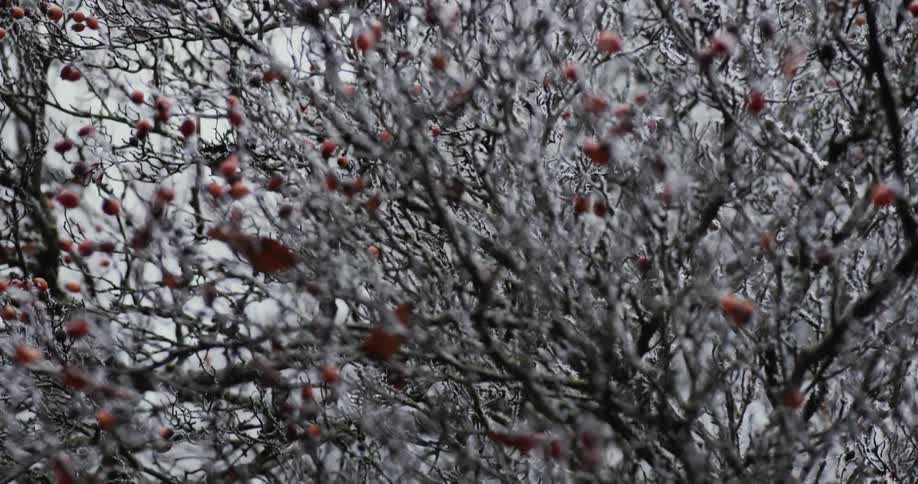 Close up of branches of a tree