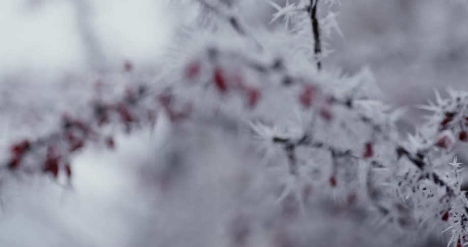 Close up of branches covered with ice