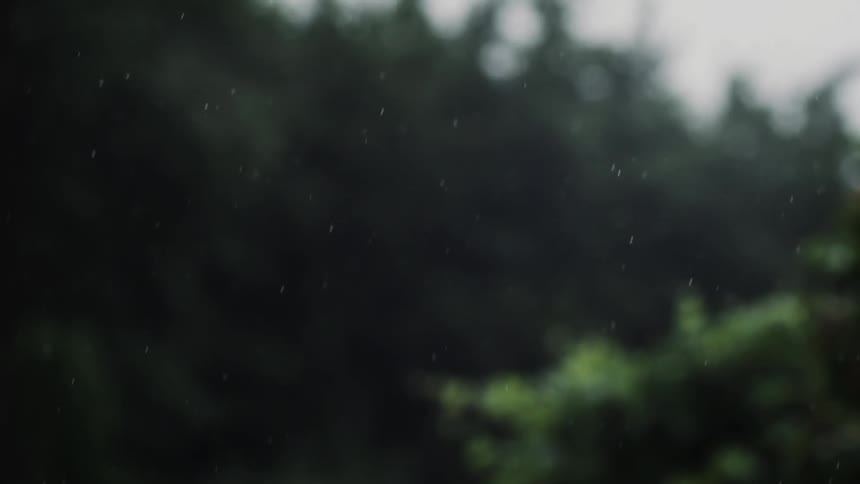 Snow falling in a forest