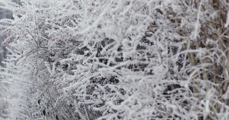 An icy tree