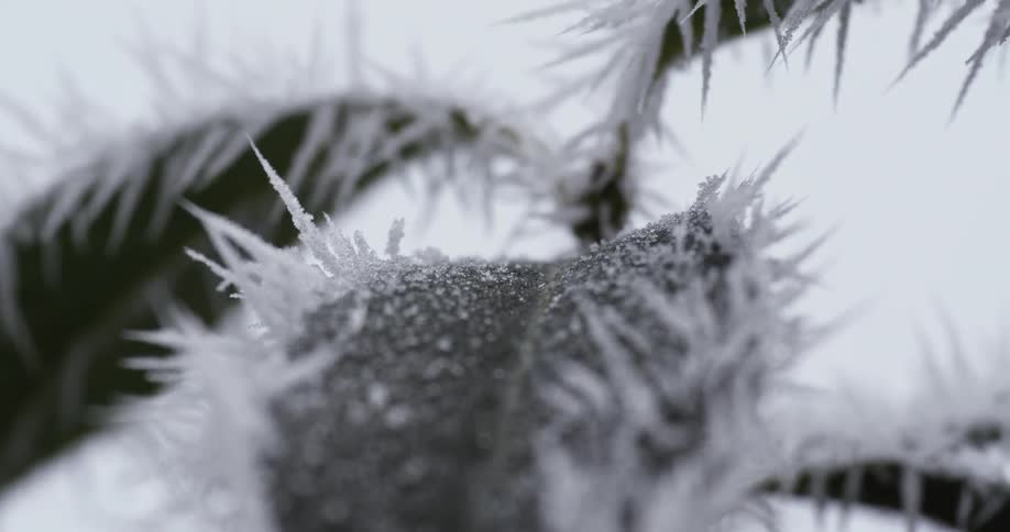 Close up of ice covered leaf
