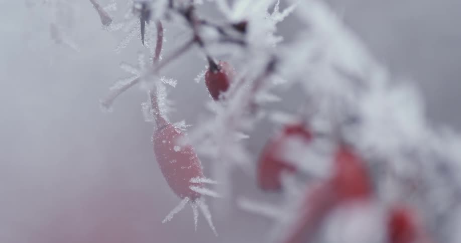A frost covered branch with red buds