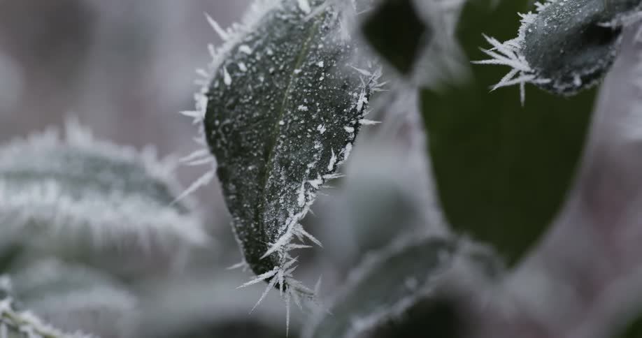 Close up of leaves covered with ice
