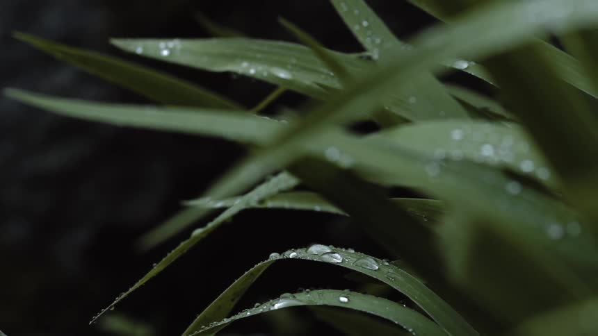 Water beads on some grass
