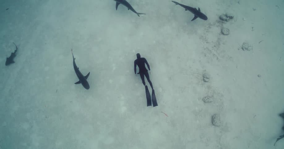 A man swimming in the ocean with sharks