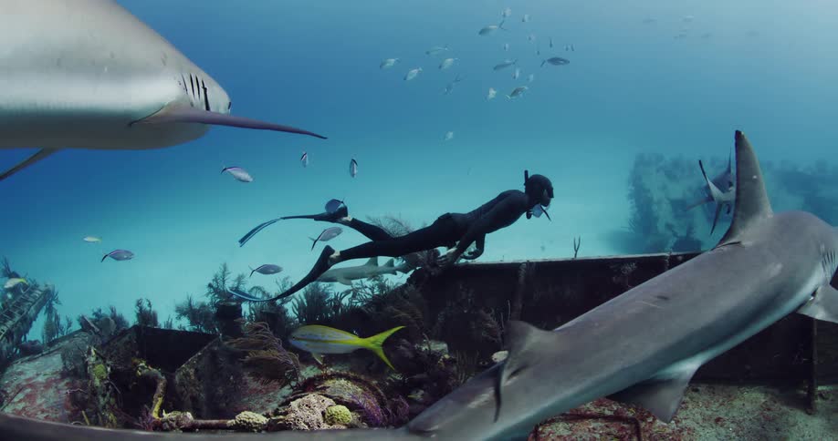 A diver swims alongside sharks near the sea floor during the day