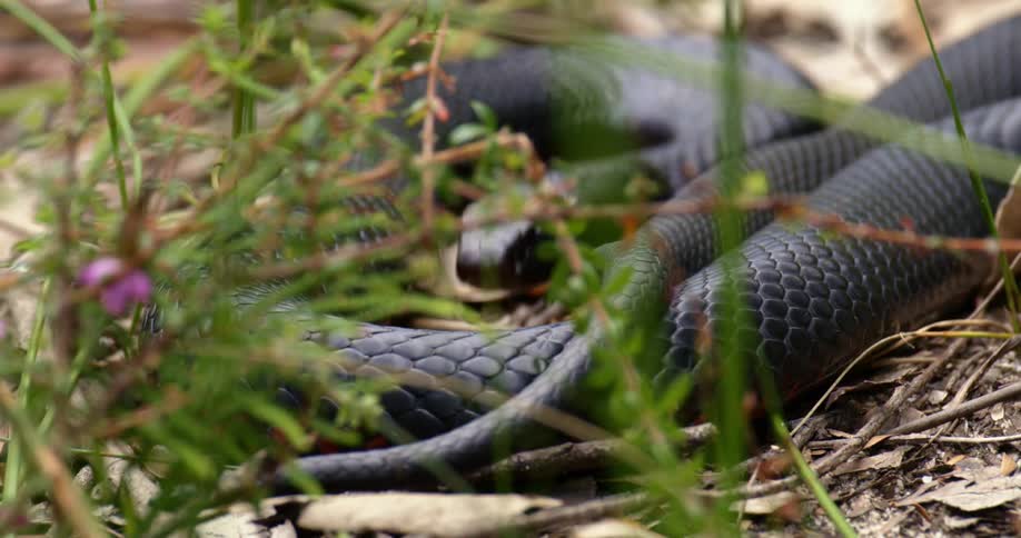 A snake moves in the grass