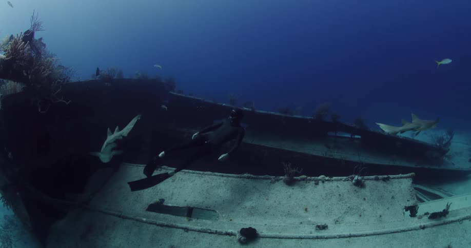A man is swimming underwater with the sharks