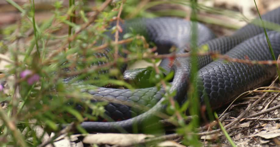 Black snake coils up in the grass