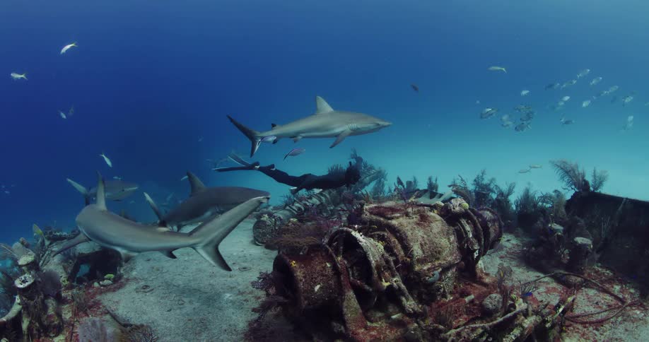 A diver swims near wreckage on the sea floor as fish and sharks swim nearby