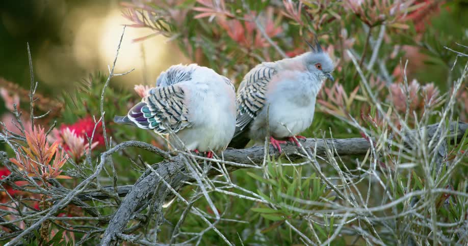 A pair of birds sit side by side on a branch outdoors during the day