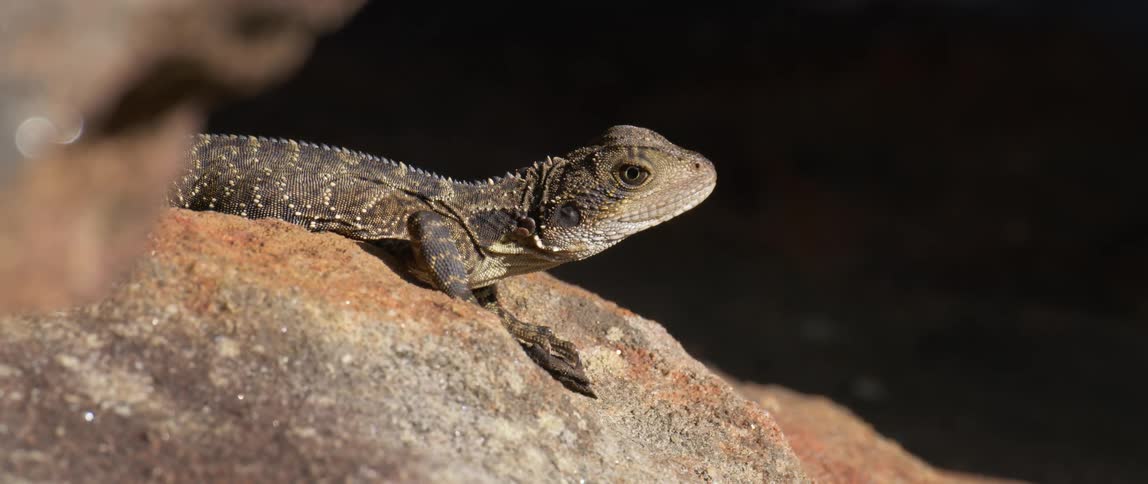 A small lizard lying on rock as the sun shines down on it