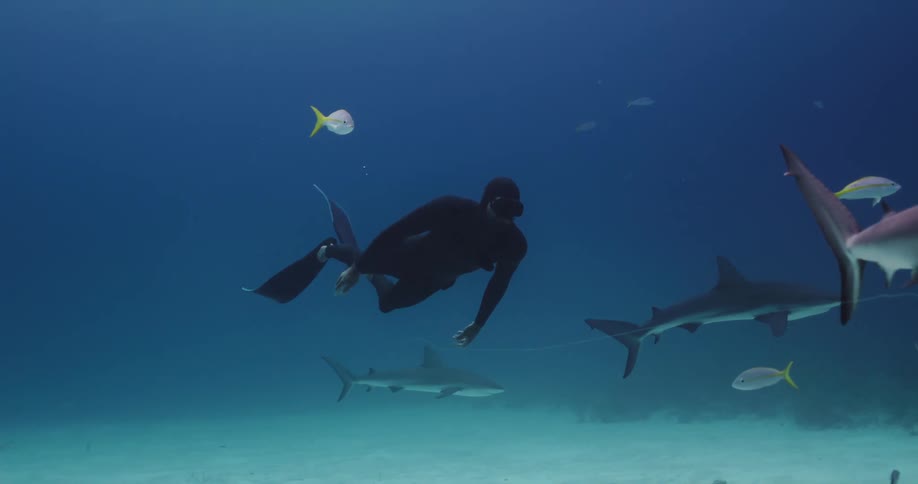 Diver with wetsuit and flippers swim underwater next to sharks
