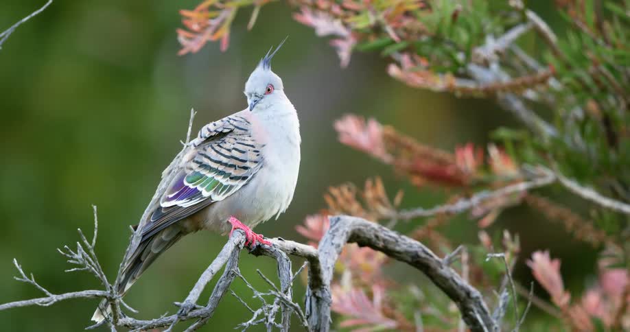 An australian crested pigeon resting on the branch of a tree