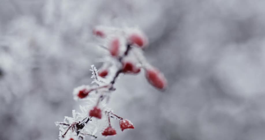 A berry bush covered in ice