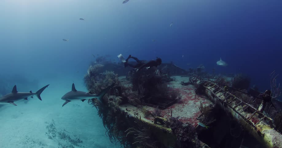 A diver swims over a ship wreckage as fish swim past