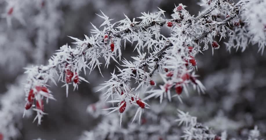 Close up of branches covered with ice
