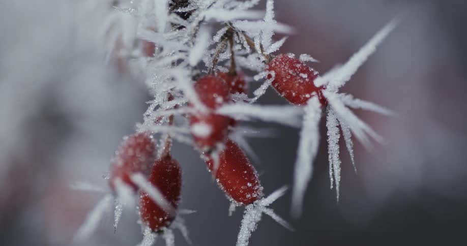 A frosty berry bush