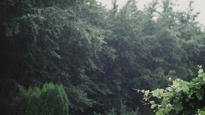 Rain falls in a forest