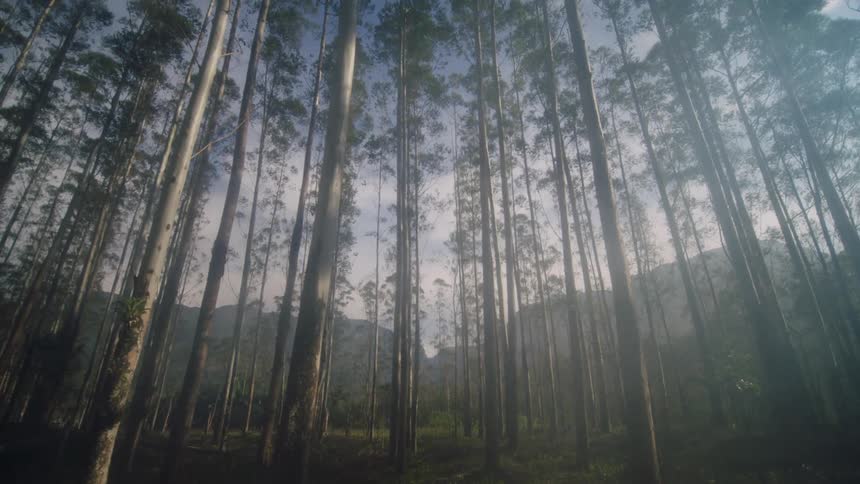 The sun glares through tall straight trees in the woods