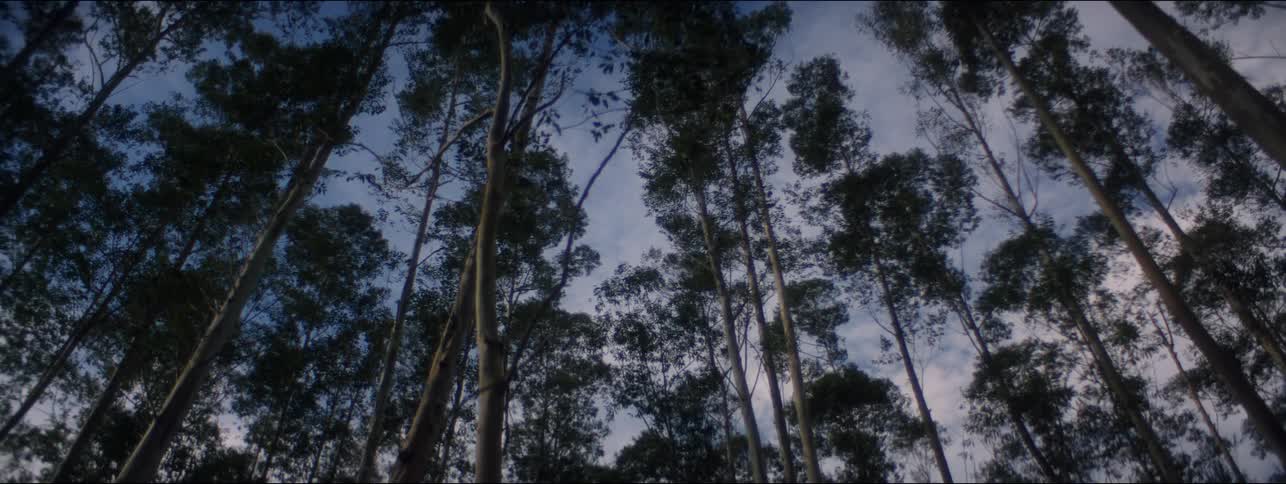 The tall trees reach up into the sky