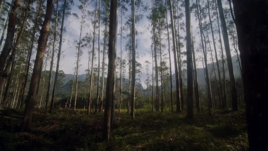 Tall thin trees in the forest near the mountains at morning