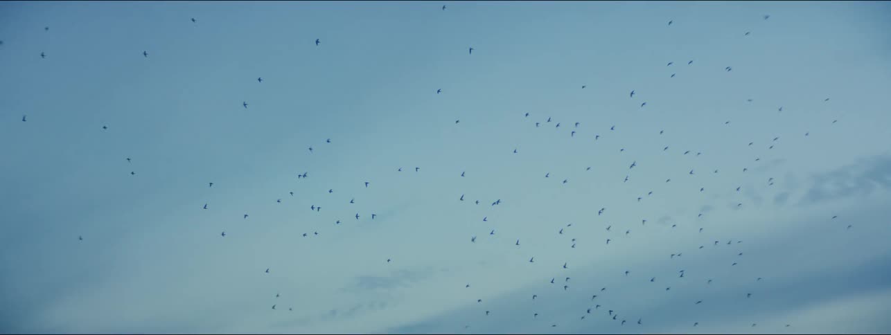 A large flock of birds fly together at dusk