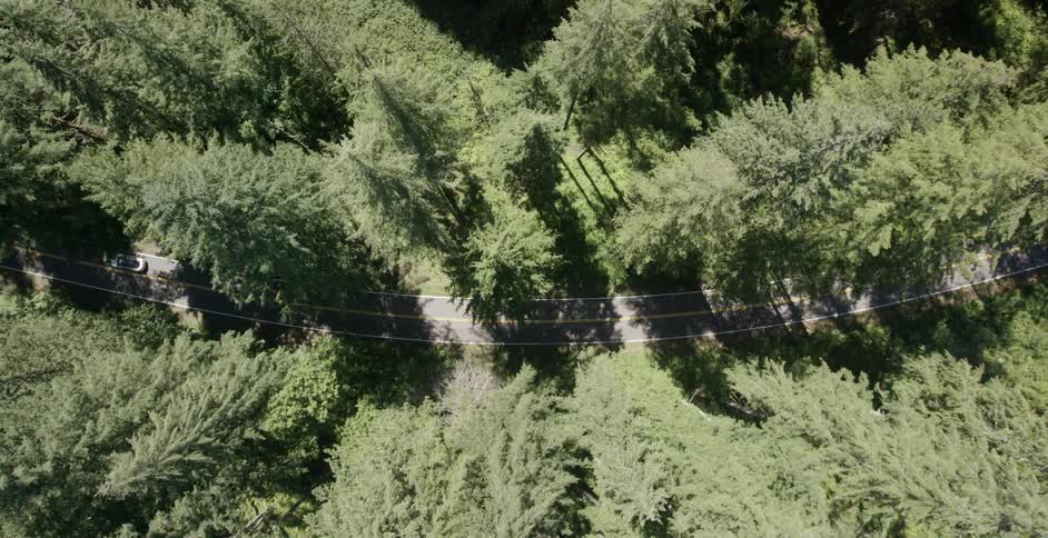A white car travels down a forest lined road