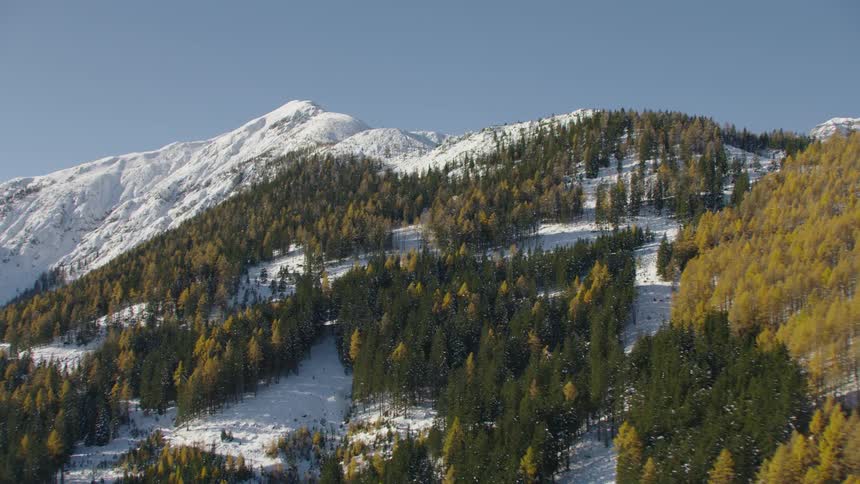 Aerial view of a pine tree forest in the snow covered slopes of a mountain