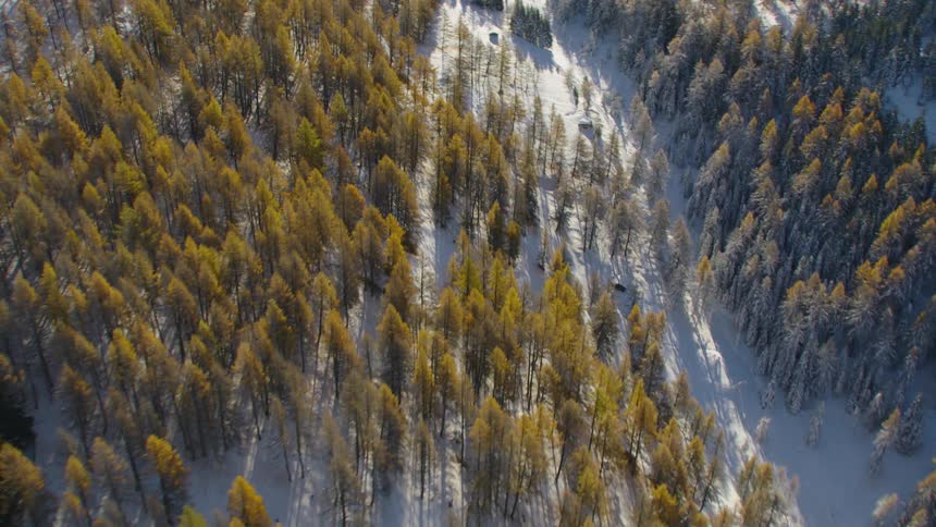 Aerial view of a pine tree forest on the snow covered slopes of a mountain at morning