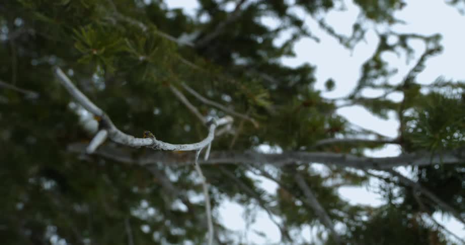 Twigs and pine needles on a tree on overcast day